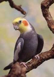cockatiel.jpg