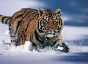 siberian_tiger.jpg